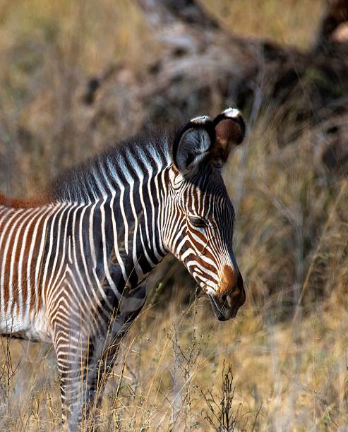 istock young Zebra in African savannah grass 2235063534