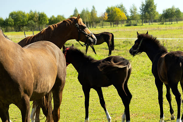 Brown horses graze on the farm. A sunny summer day.