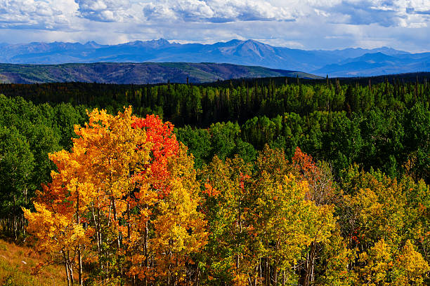 Fall foliage during early fall in mountain montane zone. Greens, yellows and oranges autumn leaf color in aspen tree forest with distant views of the Elk mountain range.