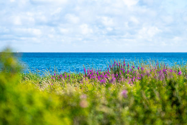 Coastal view with wildflowers.