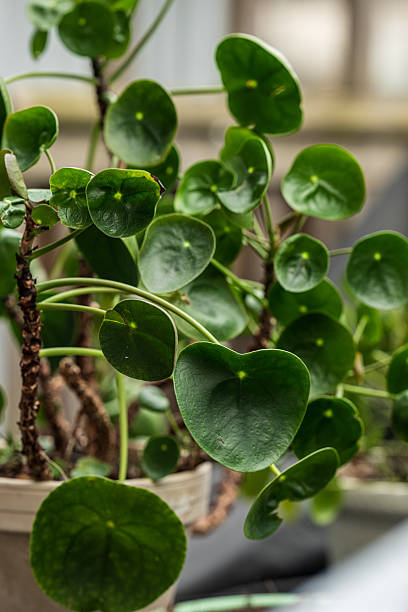 istock Pilea peperomioides plant with round green leaves.. 2235063888