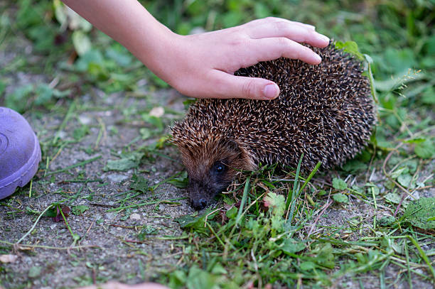 istock Child hand touching wild hedgehog on grass in summer garden 2235064105