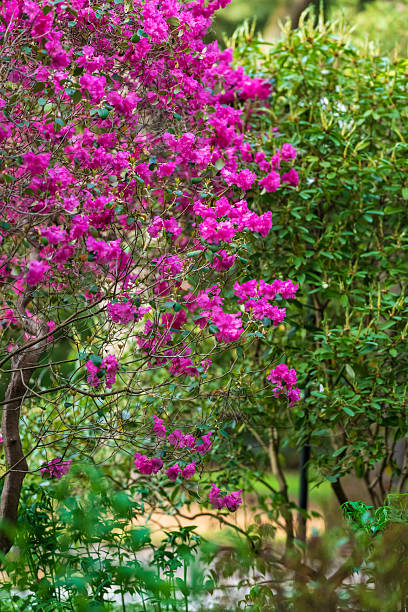 istock Azalea branches blooming alongside green bush.. 2235064110