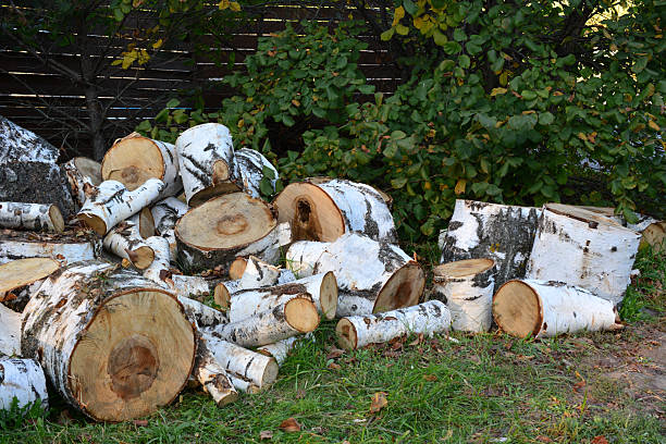 Pile of birch logs ready for firewood close up