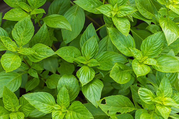 Close-up of basil plants in the garden,green basil leaf texture as a background, basil leaves closeup, green background basil leaf texture, growing basil in the garden, sustainable development in food.