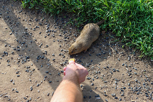 Man feeding carrot to European ground squirrel. High quality photo