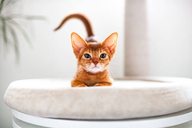 istock Bright red kitten with large ears and raised tail, showcasing its playful demeanor. Abyssinian sorrel kitten lying on soft bed in light interior. 2235064885