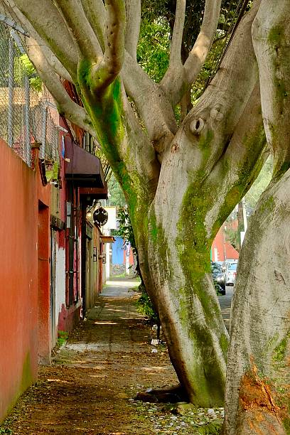 istock Mossy Gnarled Tree Trunk and Orange Building on CDMX Street (Mexico City, CDMX, Mexico) 2235065736