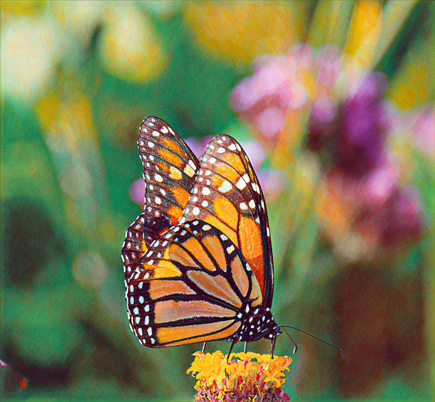 monarch butterfly collecting pollen on a flower