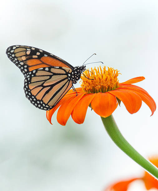 istock Butterfly- Monarch-Howard County, Indiana 2235067261