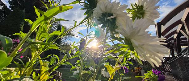 istock Flowers in the sun. 2235067342