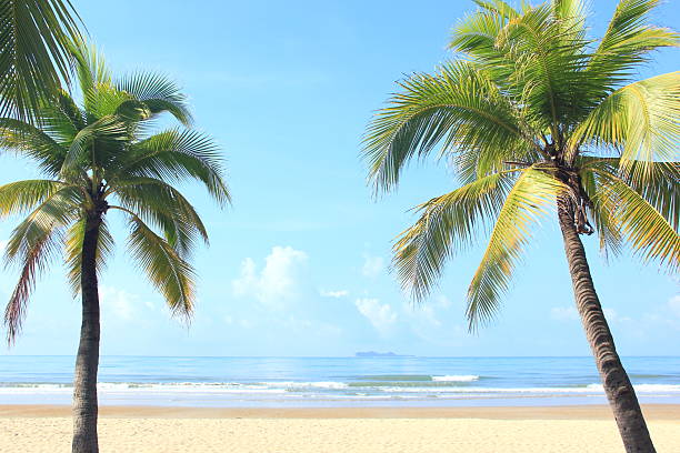 Coconut palm trees in tropical beach