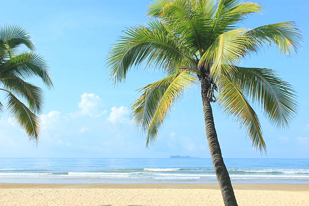 Coconut palm trees in tropical beach