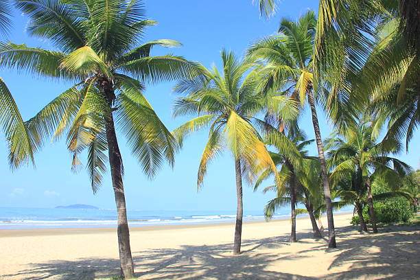 istock Coconut palm trees in tropical beach 2235068710
