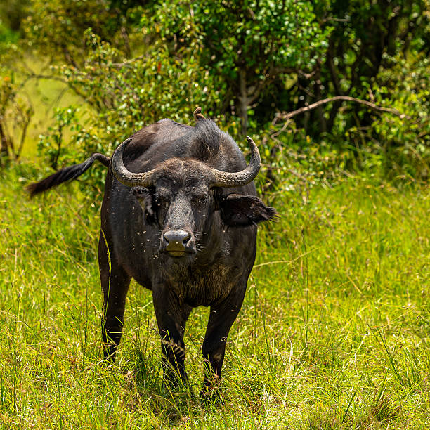 African Buffalo with flies in the wild