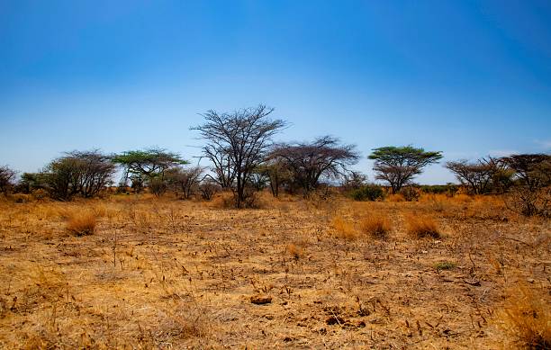 istock Acacia trees in African savannah 2235072885