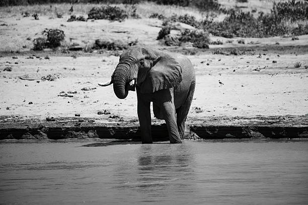 Afrikanischer Elefant im Shingwedzi River/ African elephant in Shingwedzi River / Loxodonta africana