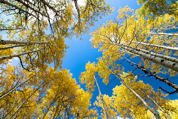 istock Aspen Forest in Autumn 2235073016
