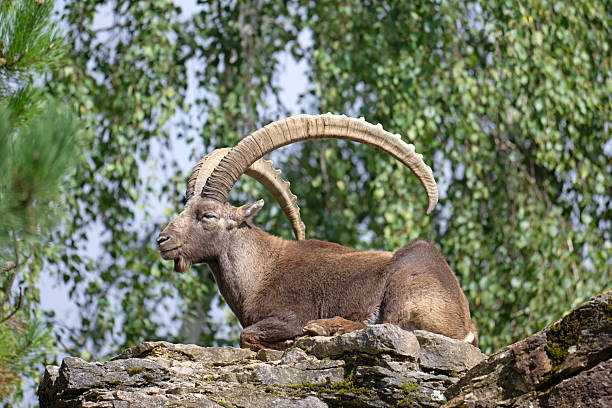 Alpine Ibex live in Germany, in areas like the Bavarian alps where they were restored through re-introduction programmes.  They can also be found in wildlife parks.