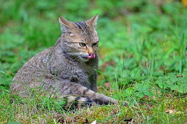 Capturing the intense look of interest and craving in a wildcat's mannerisms, as it anticipates a pounce for food.