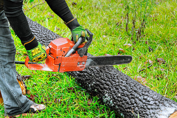 Individual operates chainsaw on burned log in grassy landscape, post fire recovery efforts.