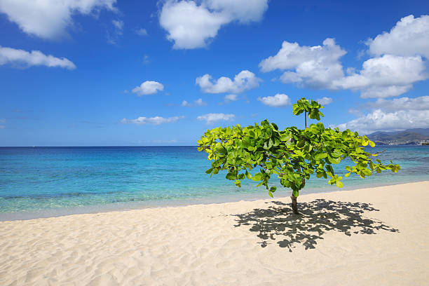 istock Small shady tree at Magazine Beach on Grenada Island, Grenada. 2235075058