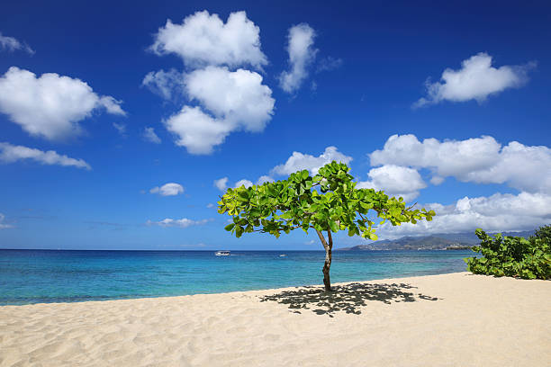 istock Small shady tree at Magazine Beach on Grenada Island, Grenada. 2235075292