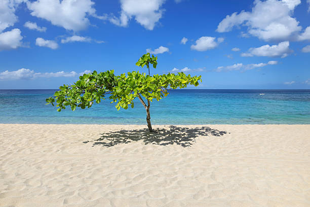 istock Small shady tree at Magazine Beach on Grenada Island, Grenada. 2235075373