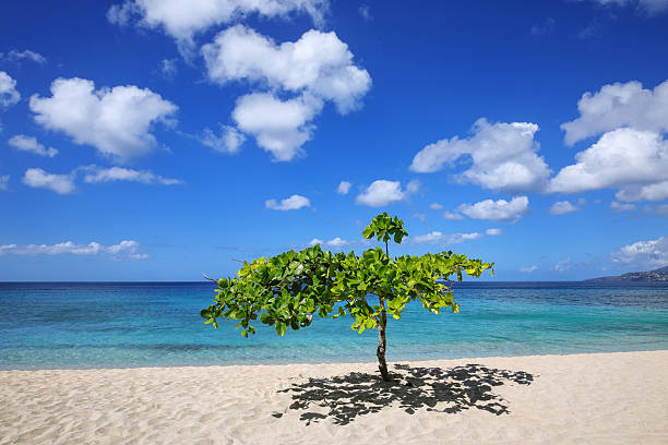 istock Small shady tree at Magazine Beach on Grenada Island, Grenada. 2235075413