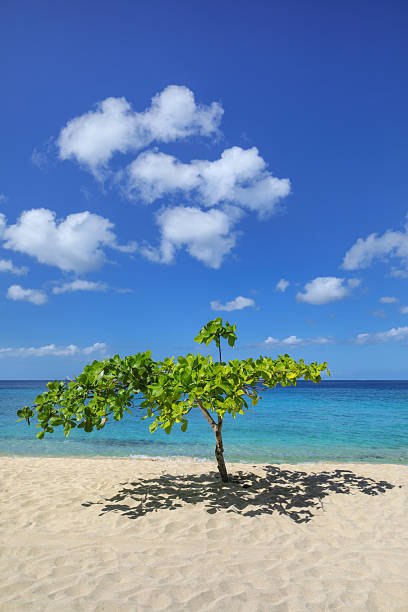 istock Small shady tree at Magazine Beach on Grenada Island, Grenada. 2235075430
