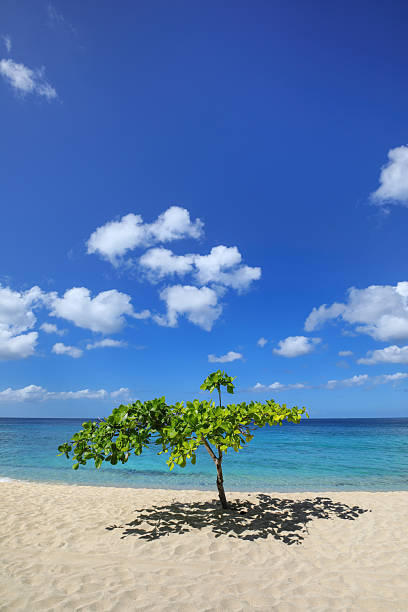 istock Small shady tree at Magazine Beach on Grenada Island, Grenada. 2235075573