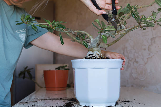 istock Trimming adenium for bonsai form 2235079457