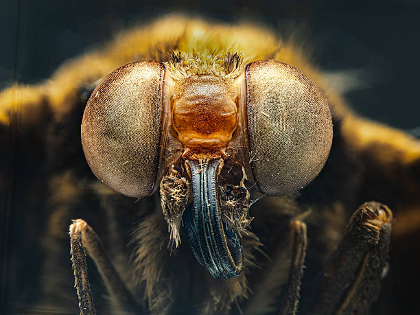 istock Owl Butterfly – The Illusion of Eyes 2235080483