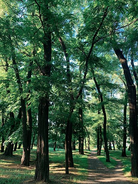 Lush green trees lining a serene walking path in a tranquil park on a sunny day