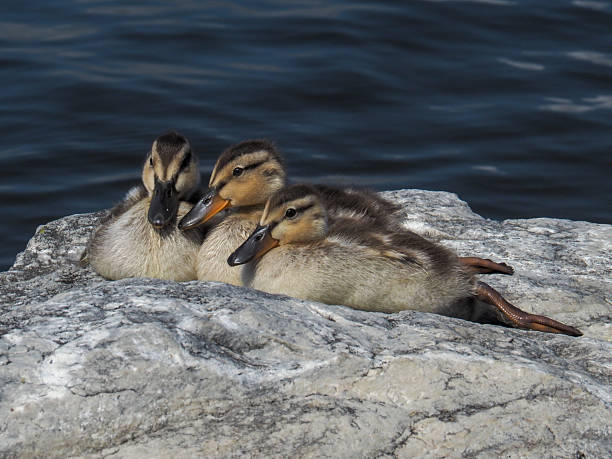 istock Three Juvenile Mallard Ducks Nestled on a Rock 2235084895