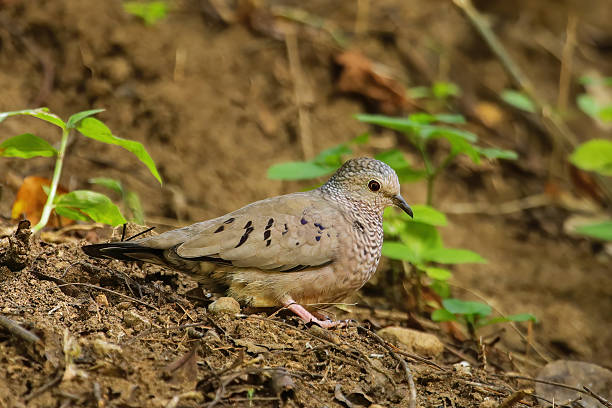 istock Common ground dove on Grenada island, Grenada, West Indies 2235086357