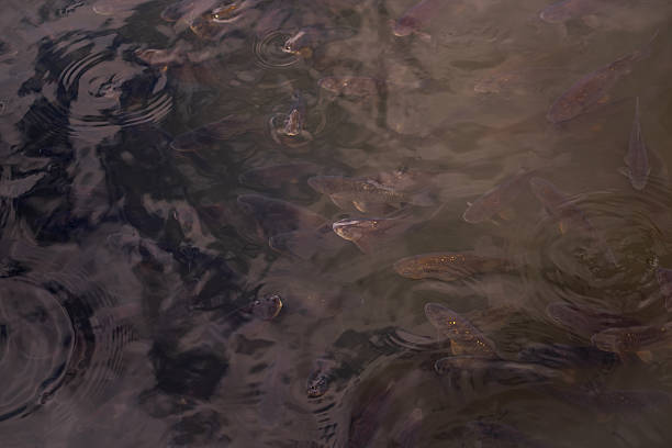 istock Many gray fish swimming in dark water creating concentric circles 2235088995