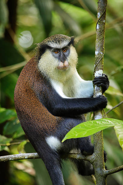 istock Mona monkey sitting on a tree, Grand Etang National Park, Grenada 2235089153
