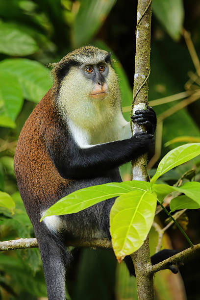istock Mona monkey sitting on a tree, Grand Etang National Park, Grenada 2235089286
