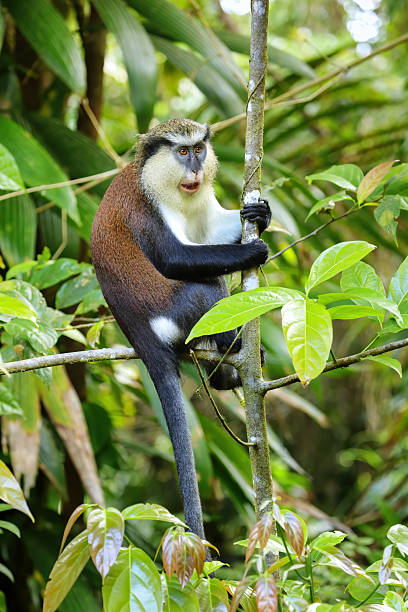 istock Mona monkey sitting on a tree, Grand Etang National Park, Grenada 2235089329
