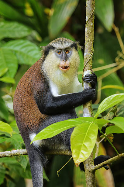 istock Mona monkey sitting on a tree, Grand Etang National Park, Grenada 2235089378