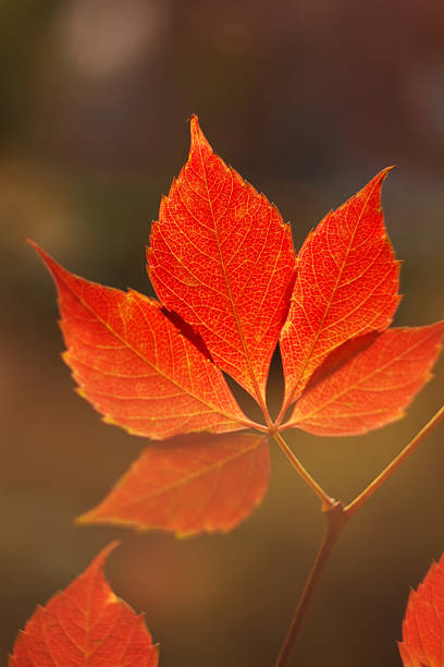 The warm autumn sun brings out the texture of the vineyard leaves, which are tinged with red, orange and yellow. The grapes have already been harvested.