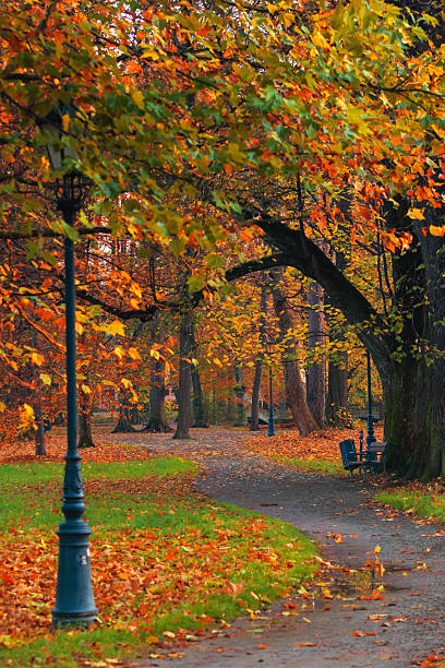 istock Autumn park with path lined with trees and fallen colorful leaves 2235089869