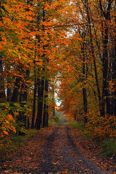 istock Autumn forest path lined with trees and fallen colorful leaves 2235090527