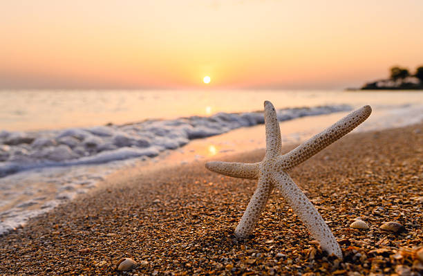 istock Evening seascape. Starfish on the seashore. Selective focus on the star 2235091452
