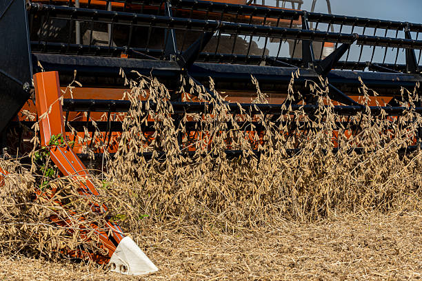 Soybean farming, agriculture labor and farm equipment concept.