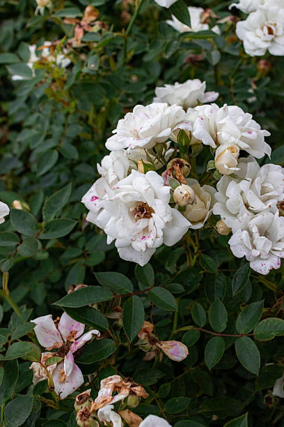 istock White garden roses bush 2235092631