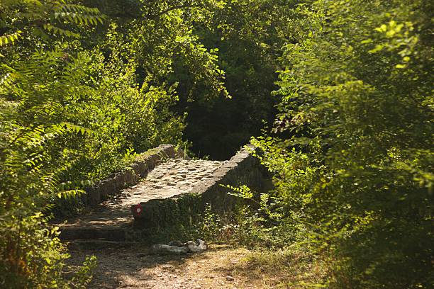 the ancient stone arc bridge in the warm summer sunlit forest