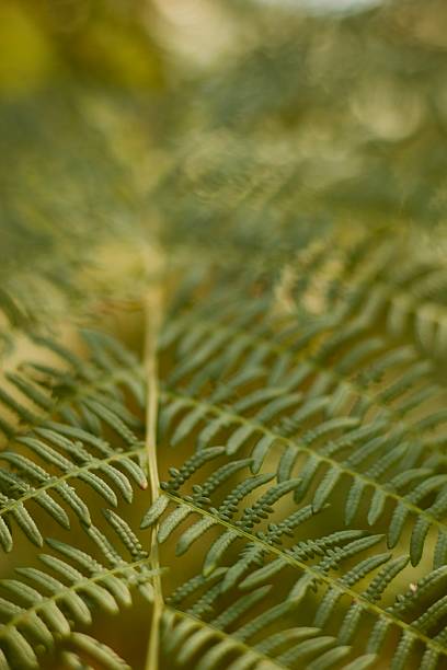 istock the fern laves lit by sun through the forest branches making a green pattern 2235095113