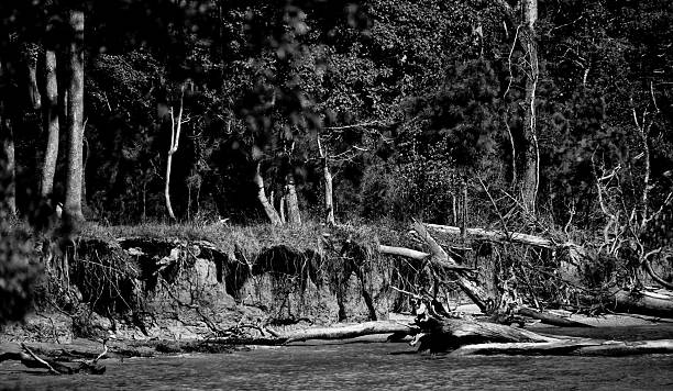istock Chesapeake Bay shoreline and fallen trees 2235097765